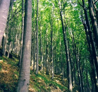 environment-woods.jpg